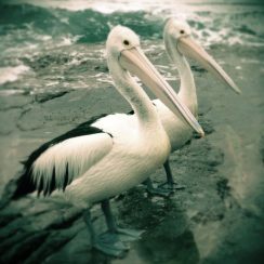 cropped-2017-allowrie-pelican-logo-2.jpg